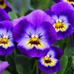 Edible Flower Petals: Safety Guide & Identification Tips