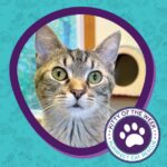Find Your Purrfect Pet: Cats & Dogs at Blue
