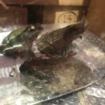 Frog in House? How to Identify & Relocate It  Safely