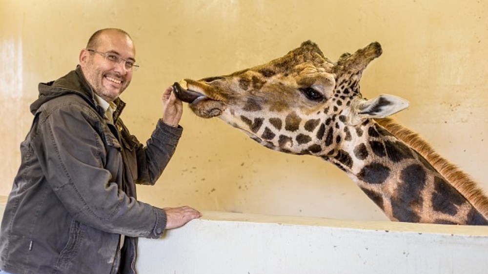 Giraffe Cost: How Much Does a Giraffe Cost?