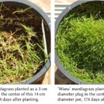 Grass Lifespan: How Long Does Grass Live?