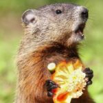 Groundhog Diet: What To Feed Woodchucks