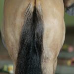 Horse Hair: Uses, Properties & Facts About Equine Coats