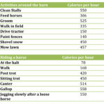 Horseback Riding: Burn Calories & Get Fit