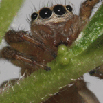 House Spiders: Diet Beyond Flies & Insects