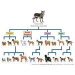 How Dogs Are Bred: The Puppy Production Process