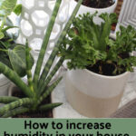 Increase Home Humidity: Simple Bowl Method & More