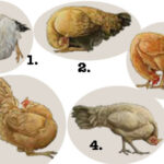 Internal Hatching in Chickens: A Rare & Serious Condition