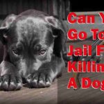 Killing a Dog: Legal Consequences & Penalties
