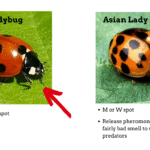 Ladybug Infestation: Why They’re In Your Room & How To Stop It