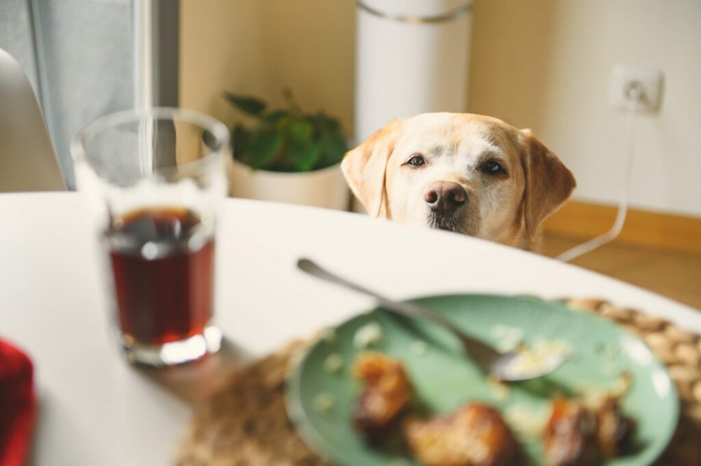 Leftover Cooked Meat: Safe for Dogs?