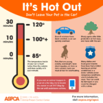 Never Leave Dog in Hot Car: Safety Risks & Tips