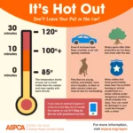 Never Leave Dog in Hot Car: Safety Risks & Tips