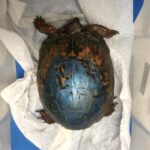 Painting Turtle Shells: Why It’s Harmful & Unnecessary