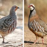 Partridge Diet: Do They Eat Pears?