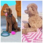 Pink Poodles: Dyeing Trends vs. Genetic Reality