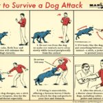 Pit Bull Attack Safety: How to Survive & Stay Safe