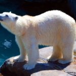 Polar Bears & Heat: Why They Can’t Survive Warm Climates