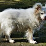 Pom Dane Mix: Gentle Giant Meets Spirited Pup