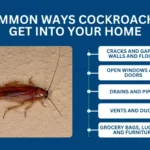 Prevent Cockroach Infestations: How They Enter Your Home