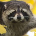 Raccoon Breeders: Finding Ethical & Reputable Sources