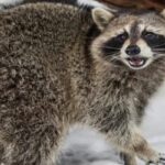 Raccoon Survival: How Long Can They Go Without Food or Water?