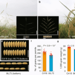 Rice Grain Weight: How Light is a Single Grain?