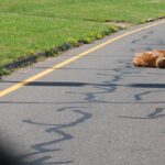 Roadkill Deer: Safety & Legality Before Consumption