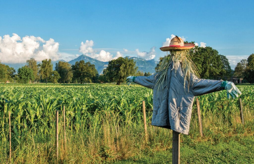 Scarecrows: Symbol of Agriculture & Bird Deterrent?