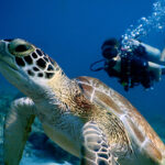 Sea Turtle Safety: Why Touching is Harmful