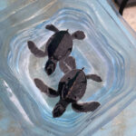 Sea Turtles: Why Keeping Them as Pets is Wrong