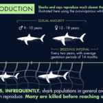 Shark Periods: What You Need to Know About Estrus