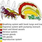 Spider Abdomen: Anatomy, Function & Importance