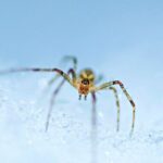 Spiders: How Cold-Blooded Creatures Survive Winter