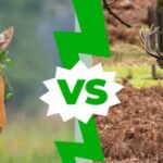 Stag vs Deer: Understanding the Difference
