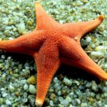 Starfish: Why You Shouldn’t Eat These Colorful Creatures