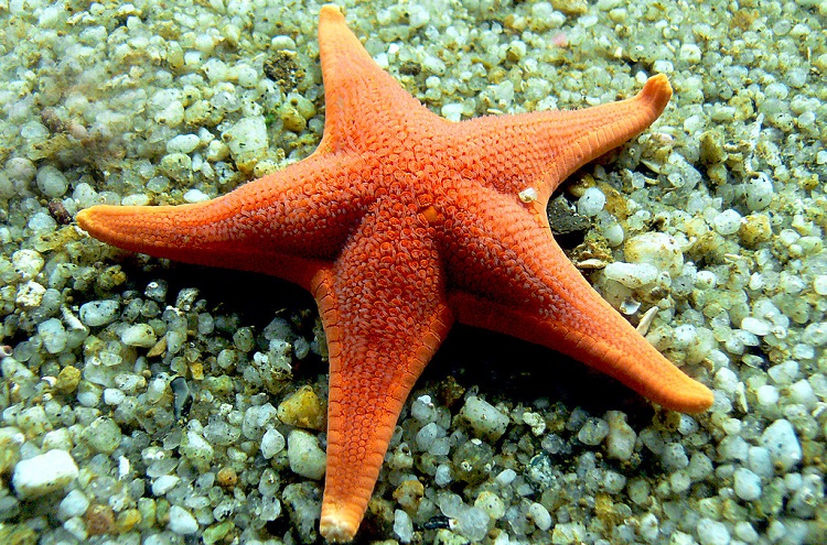Starfish: Why You Shouldn’t Eat These Colorful Creatures