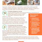 Styrofoam Cups: Safe or Risky?  Health Concerns Explained