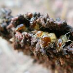 Termites: Do They Eat Human Food?
