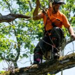 Tree Cutters & Arborists: Experts in Tree Removal
