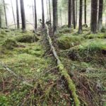 Tree Falling in Forest: Does Sound Exist Without an Observer?