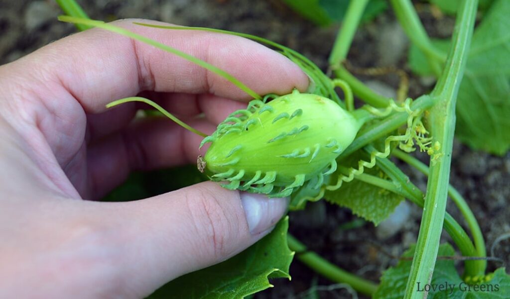 Tree Vegetables: Surprising Edibles That Grow Above Ground