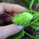 Tree Vegetables: Surprising Edibles That Grow Above Ground