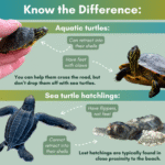 Turtles: Shell Development & Facts About Baby Turtles