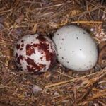 Vulture Eggs: Edibility, Safety & Ecological Impact