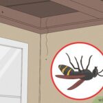 Wasp Trapped in Window: Survival Time & Facts
