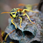 Wasps Not Attracted To Blood Type: What They Really Seek