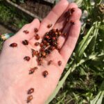 Why Are There So Many Ladybugs in My Garden?