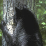 Why Black Bears Are Shy and Elusive Creatures