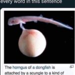 Why Do People Laugh in Every Sentence?